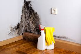 Best Asbestos and Lead Testing During Mold Inspection  in Dalhart, TX